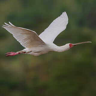 Nakuru NP - African spoonbill